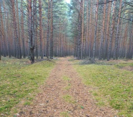 Прирезка лесных участков Кадастровые работы в Долгопрудном